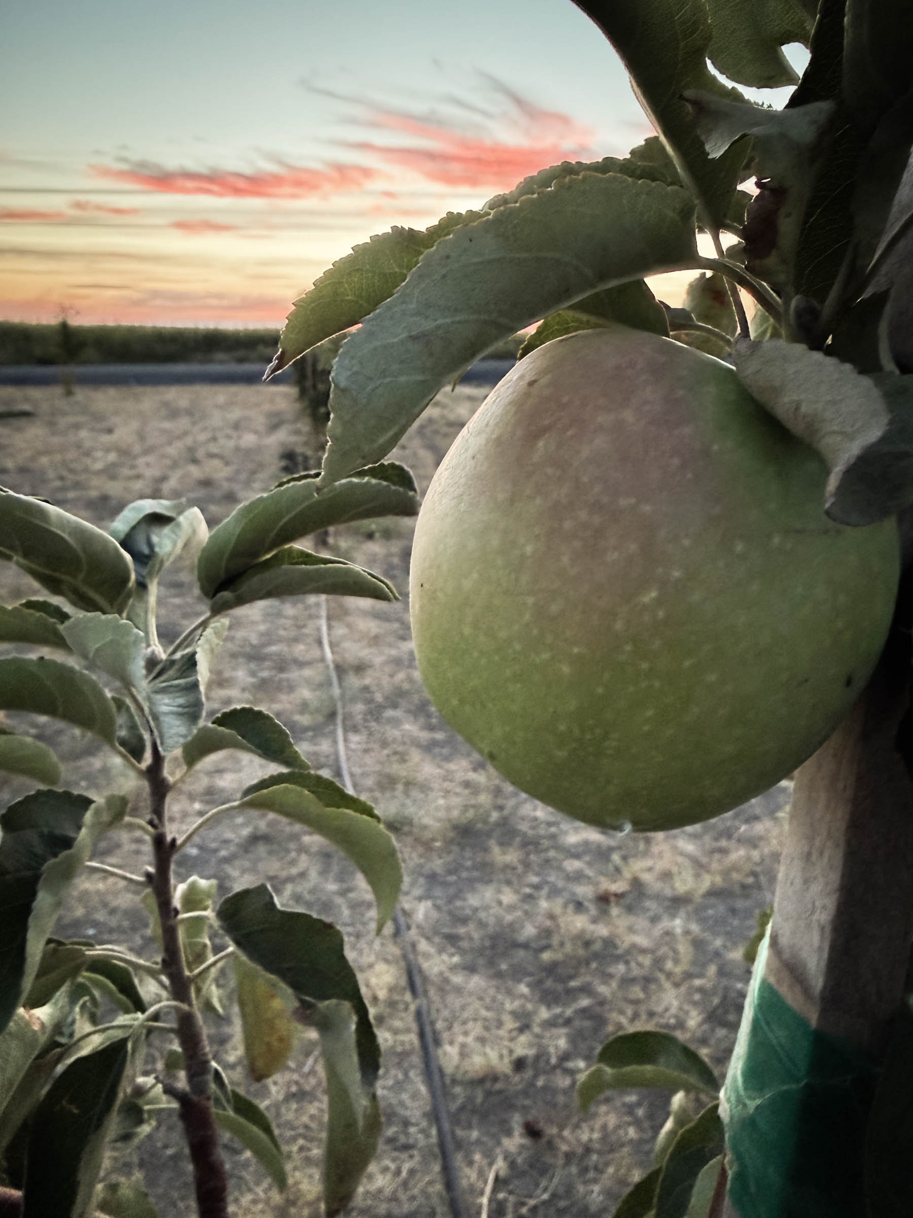 Apple on tree branch in orchard at sunset