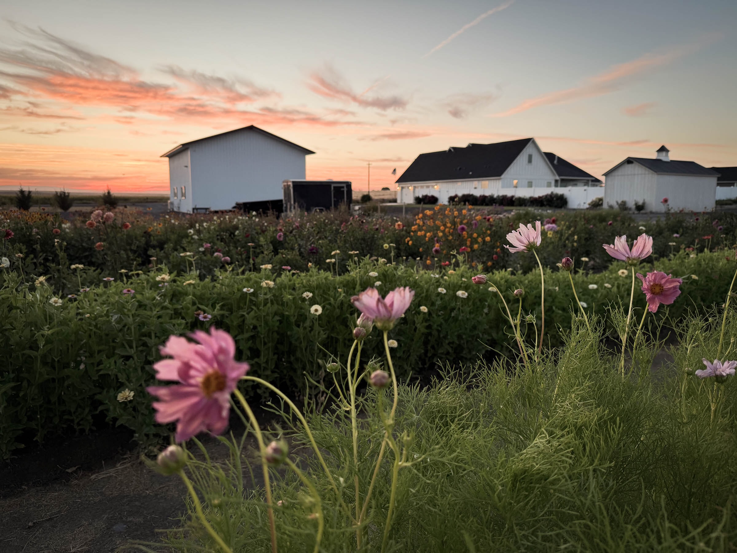 Pink cosmos flowers in full bloom with home and RV shop at sunset