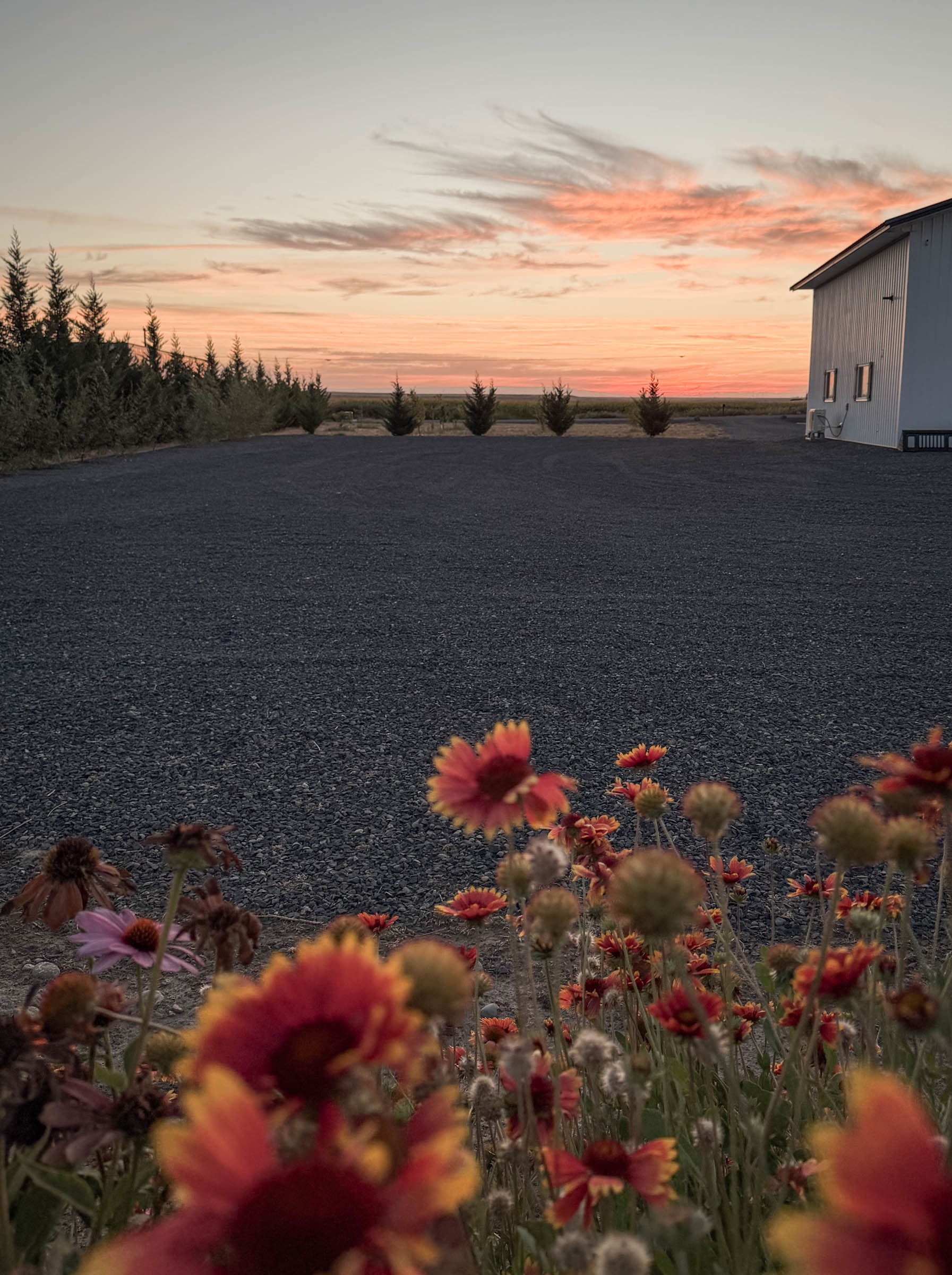 Wildflowers at sunset with evergreen trees and RV shop in background