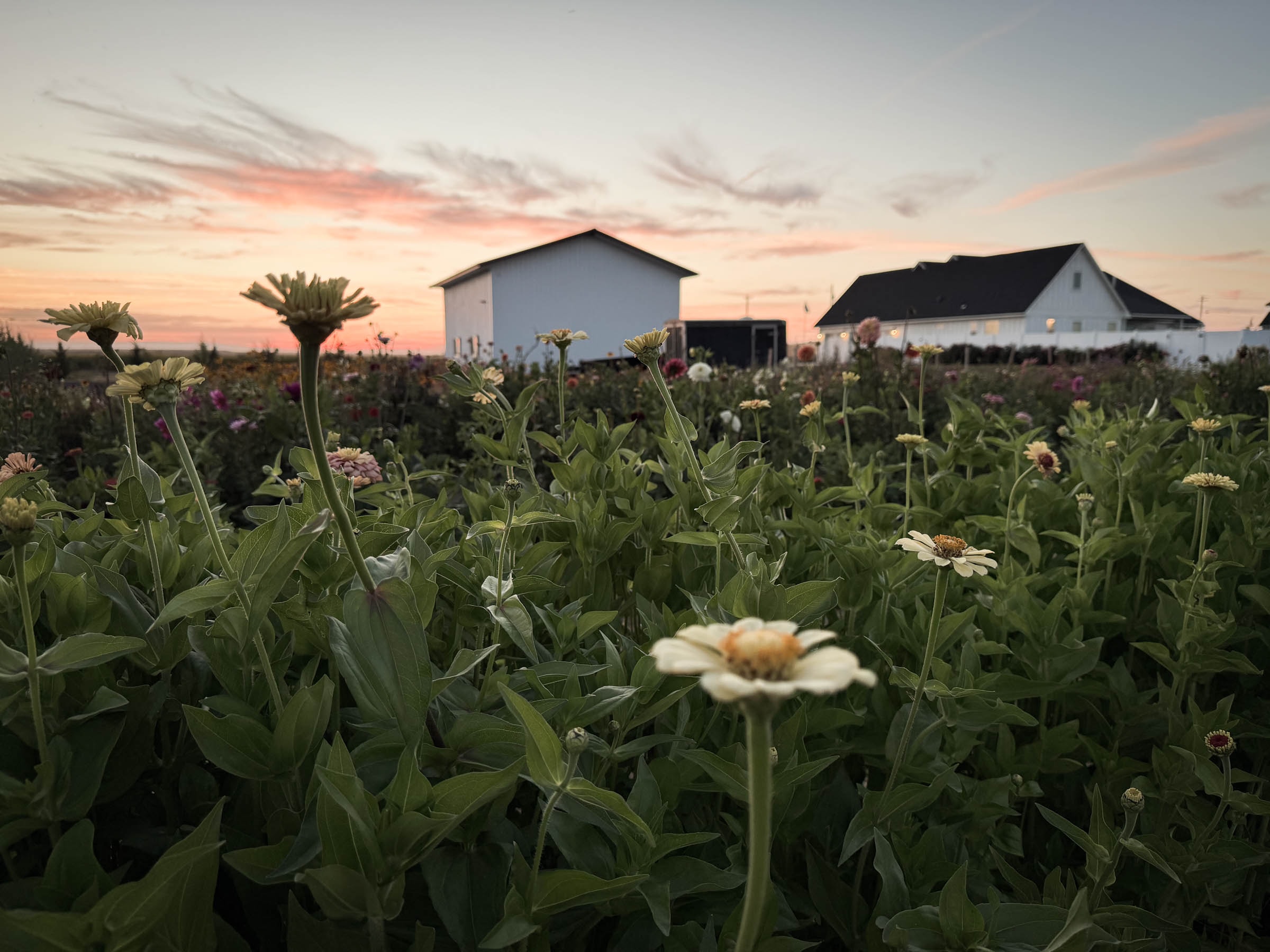 Zinnia flower field with home and RV shop silhouetted at sunset