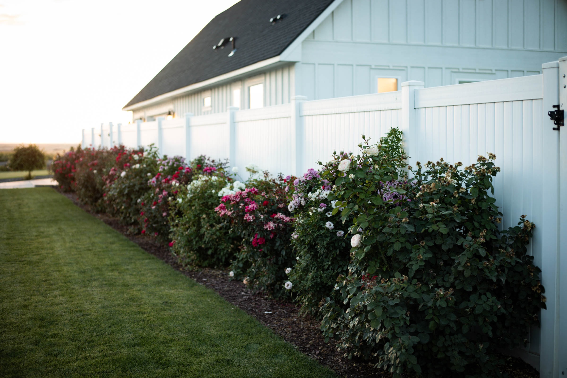 Rose garden along white vinyl fence with RV shop in background at dusk