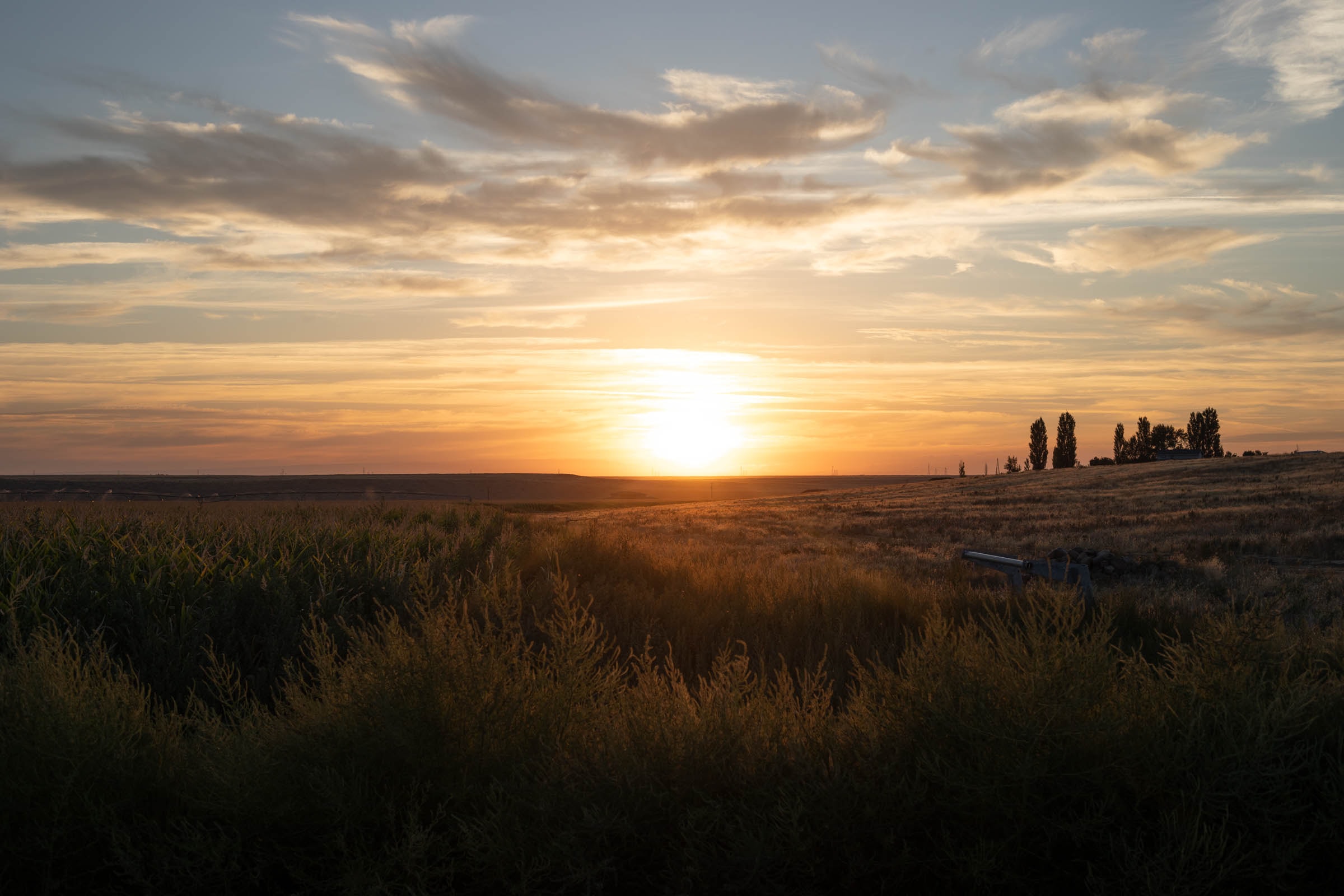 Sweeping sunset view over the acreage with corn, native grasses, and poplar trees on the horizon